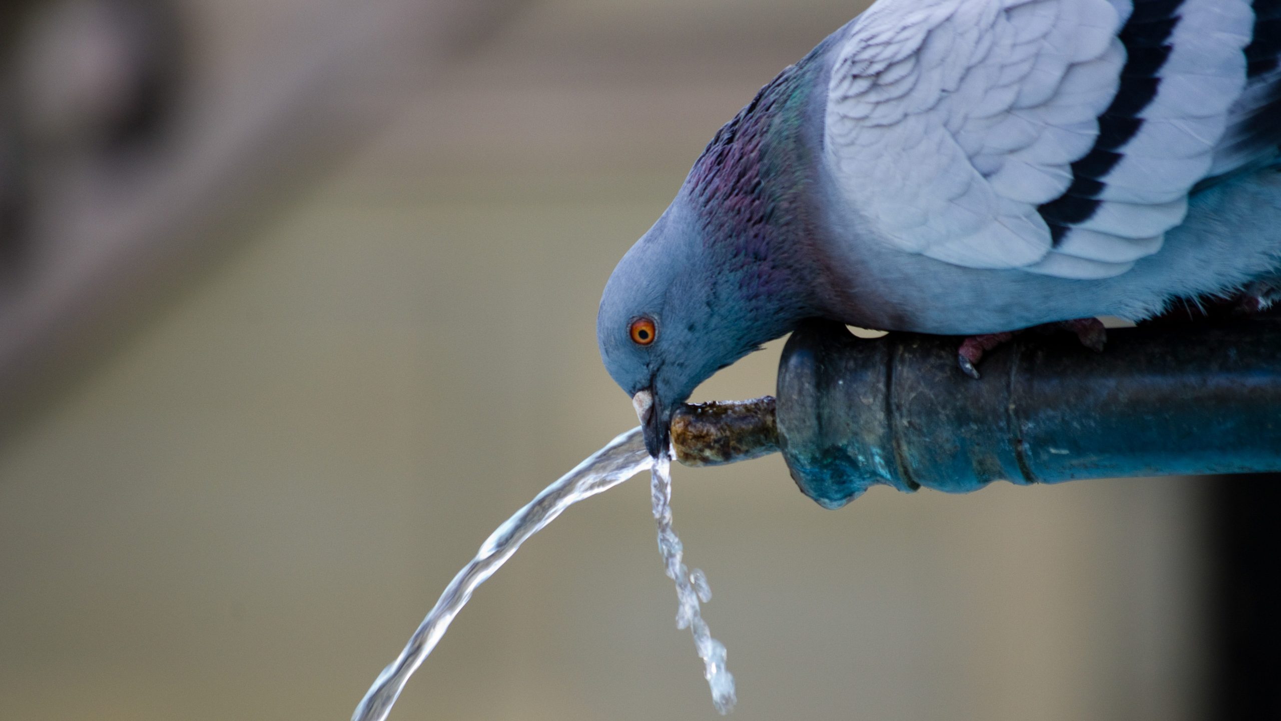 palomo bebiendo agua